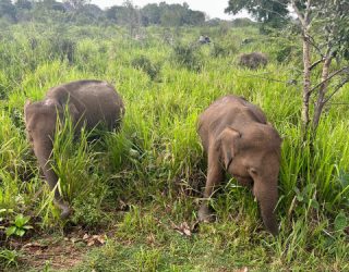 Olifanten in Minneriya National Park
