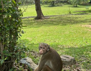 Aapje bij ruïnes Polonnaruwa