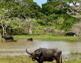 Waterbuffel in Yala National Park