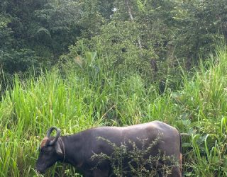 Waterbuffel in Minneriya National Park