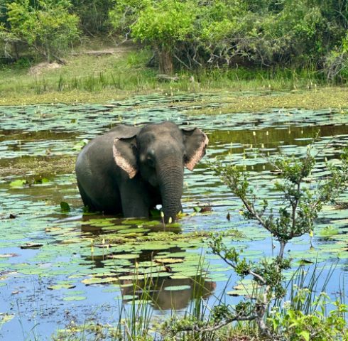Op safari in Yala National Park