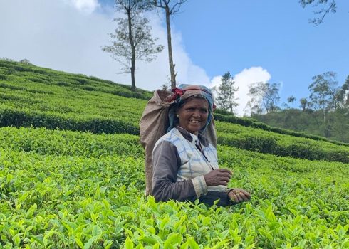 Local in theeplantage in Sri Lanka