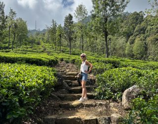 Wegje tussen de theeplantages