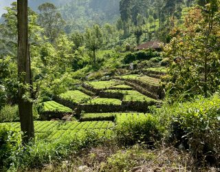 Velden theeplantages in Sri Lanka
