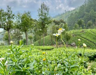 Bloemen in theeplantages Sri Lanka