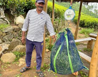 Theeblaadjes worden gewogen