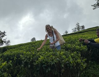 Theeblaadjes plukken Sri Lanka