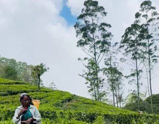 Local tussen de theeplantages