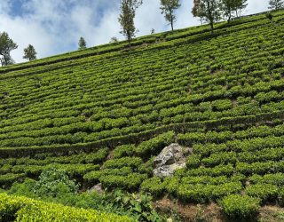 Theeplantages in Sri Lanka tijdens tuk tuk rit